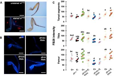 Fluorescent Microscopy-Based Detection of Chitin in Intact Drosophila melanogaster